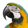 Close-up of Blue-and-Yellow Macaw, Ara ararauna