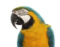 Close-up of a Blue-and-yellow Macaw, Ara ararauna, 30 years old Royalty Free Stock Photo