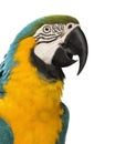 Close-up of a Blue-and-yellow Macaw, Ara ararauna, 30 years old Royalty Free Stock Photo