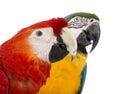 Close-up of a Blue-and-yellow Macaw, Ara ararauna, 30 years old, and Green-winged Macaw, Ara chloropterus, 1 year old Royalty Free Stock Photo