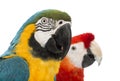 Close-up of a Blue-and-yellow Macaw, Ara ararauna, 30 years old, and Green-winged Macaw, Ara chloropterus, 1 year old Royalty Free Stock Photo