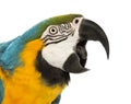 Close-up of a Blue-and-yellow Macaw, Ara ararauna, 30 years old, with its beak open Royalty Free Stock Photo
