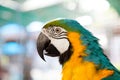 close up of blue-and-yellow macaw (Ara ararauna)