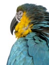 Close up of Blue and Yellow Macaw, Ara Ararauna Royalty Free Stock Photo