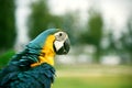 Closeup Blue and yellow Macaw Ara ararauna head Royalty Free Stock Photo