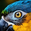 close up of blue and yellow macaw (Ara ararauna) Made With Generative AI illustration