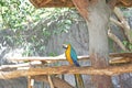 Blue and yellow macaw, Ara Chloropterus Royalty Free Stock Photo