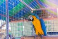 Close up blue and yellow macaw or blue and gold macaw bird in cage.