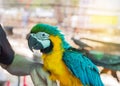 Close up blue and yellow macaw or blue and gold macaw bird in cage. Royalty Free Stock Photo