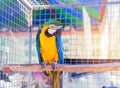 Close up blue and yellow macaw or blue and gold macaw bird standing perch on the branch Royalty Free Stock Photo
