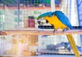 Close up blue and yellow macaw or blue and gold macaw bird standing perch on the branch Royalty Free Stock Photo