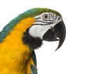 Close-up of a Blue-and-yellow Macaw Royalty Free Stock Photo