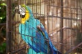 Close up of a Blue-and-yellow macaw parrot Ara chloropterus in zoo Royalty Free Stock Photo