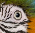 Close-up of Blue-and-yellow Macaw's eye Royalty Free Stock Photo