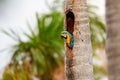 Close-up of a Blue-and-yellow macaw in a tree hole