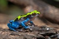 Close-Up of a Blue and Yellow Poison Dart Frog on a Log Royalty Free Stock Photo