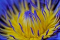 Close up blue yellow water lily flower petal when blooming Royalty Free Stock Photo