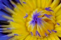 Close up blue yellow water lily flower petal when blooming Royalty Free Stock Photo