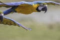 Close up of a blue and yellow (gold) macaw flying Royalty Free Stock Photo