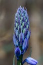 Close up of Bluebell buds