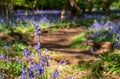 Close up of bluebell flower amidst carpet of wild bluebells beneath trees, photographed at Pear Wood, Stanmore UK Royalty Free Stock Photo