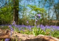 Close up of bluebell flower amidst carpet of wild bluebells, photographed at Pear Wood in Stanmore, Middlesex, UK