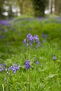 Close up of Bluebell Flower in lush green forest in Ireland