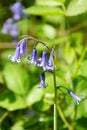 close up of bluebell flower