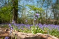 Close up of bluebell flower in wood of wild bluebells, photographed at Pear Wood next to Stanmore Country Park in Stanmore, UK Royalty Free Stock Photo