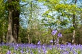 Close up of bluebell flower in wood of wild bluebells, photographed at Pear Wood next to Stanmore Country Park in Stanmore, UK Royalty Free Stock Photo