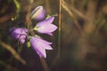 bluebell wild flower during the golden hour