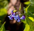 Close up of bluebells in April Royalty Free Stock Photo
