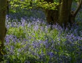 Close-up of bluebells in a backlit woodland in springtime