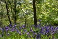 Close up of bluebell flowers in a carpet of bluebells in spring, photographed at Pear Wood in Stanmore, Middlesex, UK Royalty Free Stock Photo