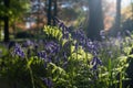 A close up of bluebells with a forest in the background