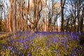 Close up of bluebells in a meadow