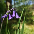 Close Up of Bluebells