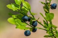 Close up of blueberries growing on a green sprig Royalty Free Stock Photo