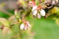 Close up of blueberry blossoms Royalty Free Stock Photo