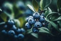 Close-up of a blueberry growing on a bush. Blurred background. Berries in the garden