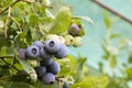 Close-up of blueberry varieties Patriot Royalty Free Stock Photo