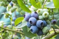 Close-up of blueberry varieties Patriot