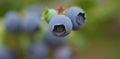 Close-up of blueberry varieties Patriot on the plant Royalty Free Stock Photo