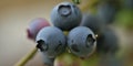 Close-up of blueberry varieties Patriot on the plant Royalty Free Stock Photo