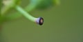 Close-up of blueberry varieties Patriot on the plant Royalty Free Stock Photo