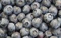Close-up of blueberry varieties Patriot on the plant Royalty Free Stock Photo