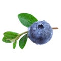 Close up of a Blueberry with water droplets