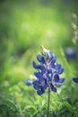 Close-up of Bluebonnet the state flower of Texas, USA