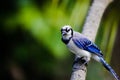 Close up of a bluejay bird perching on a branch