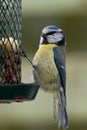Bluetit on feeder Royalty Free Stock Photo